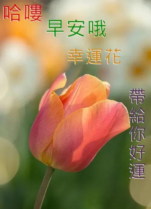 原创超漂亮微信群早上好祝福动态图早上好问候语及关心话