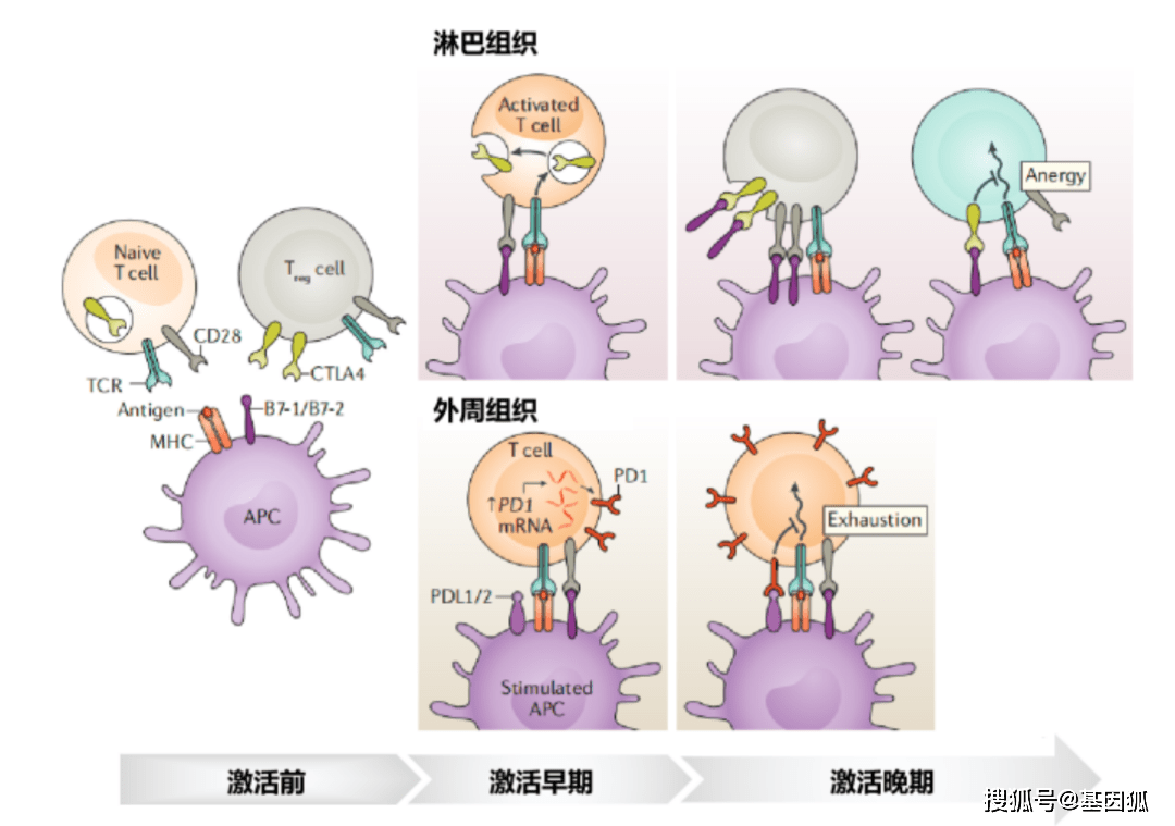 免疫系统中,负向调控t淋巴细胞激活的因子称为免疫检查点分子,免疫