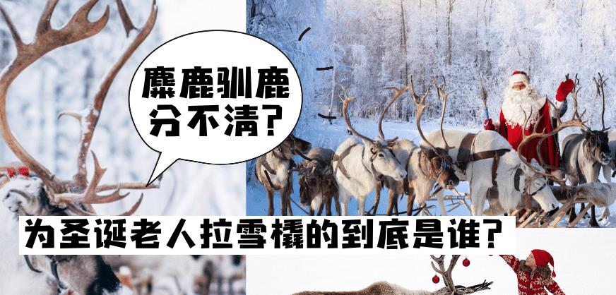 原创到底是麋鹿还是驯鹿为圣诞老人拉车的12只鹿原来都有自己的名字