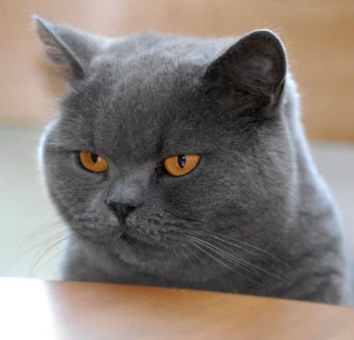 2021爆火猫咪排行榜看看你家养了什么猫