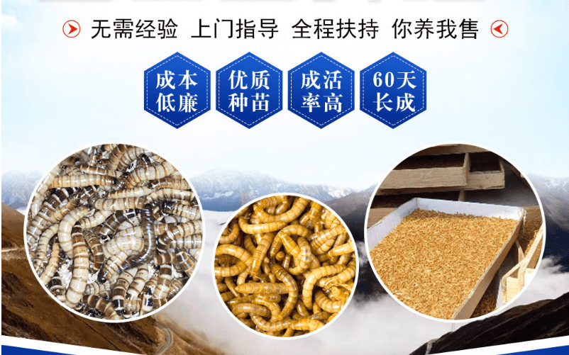 云南耘禾农业蛋白虫养殖是农民创业的契机_饲料_销售_食用