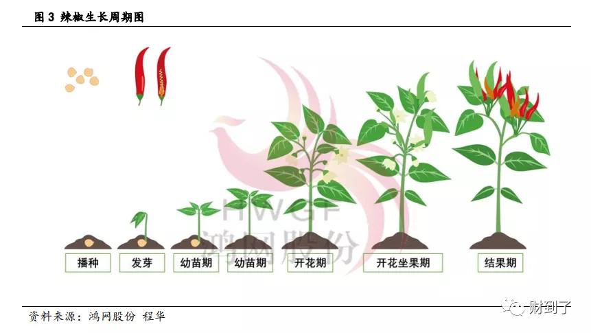 不利环境对三樱椒生长过程的影响_辣椒_叶片_临颍县