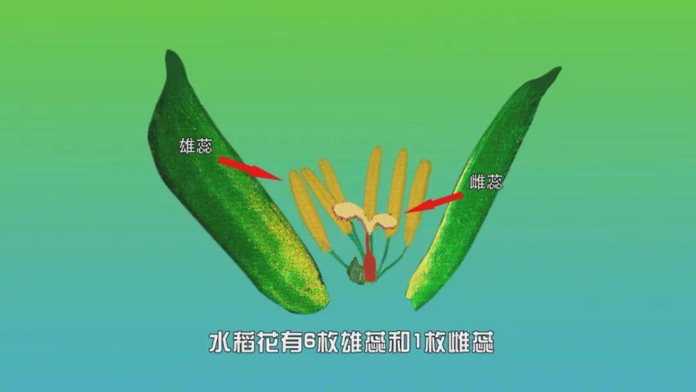 水稻的花蕊结构对于水稻而言有点特殊,因为水稻是雌雄同株,自花授粉.