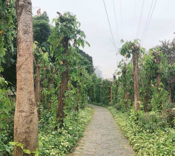 这个是绿塘湿地公园,位于霞山区绿塘路返回搜狐,查看更多