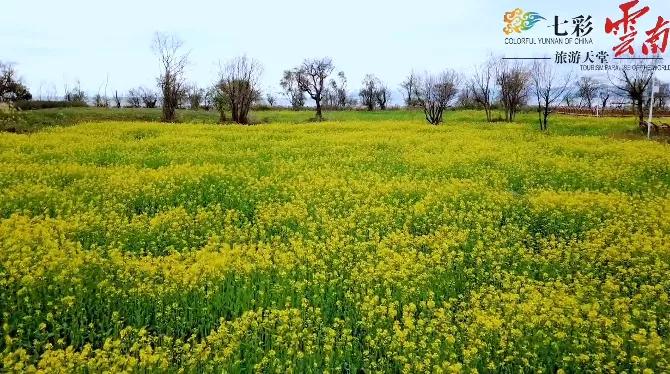 王官湿地公园每年二三月昆明安宁螳螂川的油菜花也会进入盛花期中新社