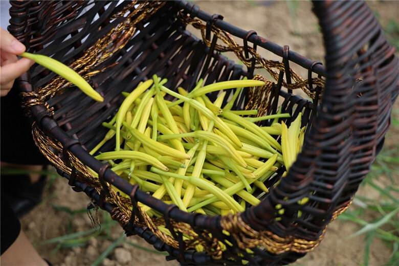 黄花菜厨艺小白快乐菜