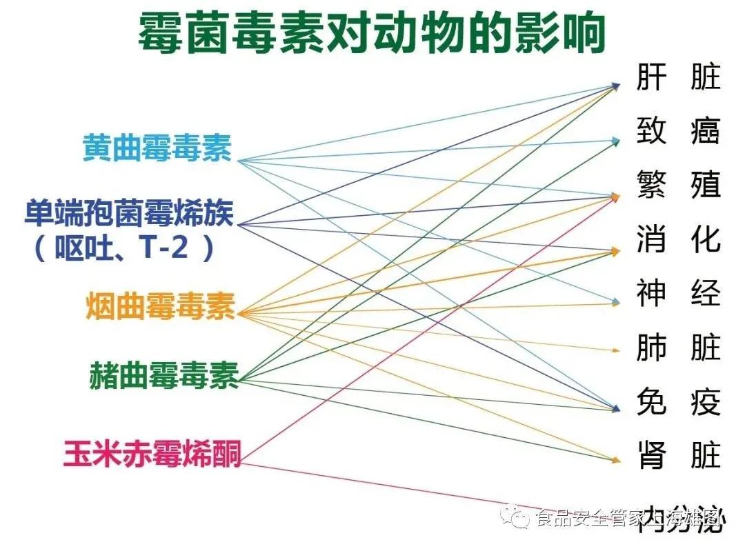 霉菌毒素对猪的危害有多大?竟然比砒霜还毒几十倍!_动物_检测_饲料