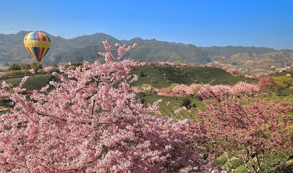 原创千亩茶山十里樱花永福樱花园正值颜值巅峰看完这篇绝不踩坑