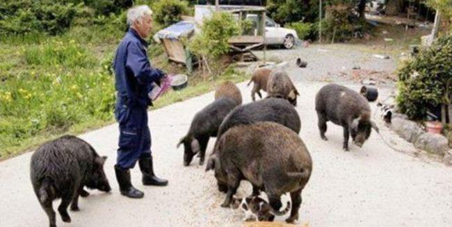 原创日本老人不顾反对去福岛核辐射区照顾变异动物6年结局如何