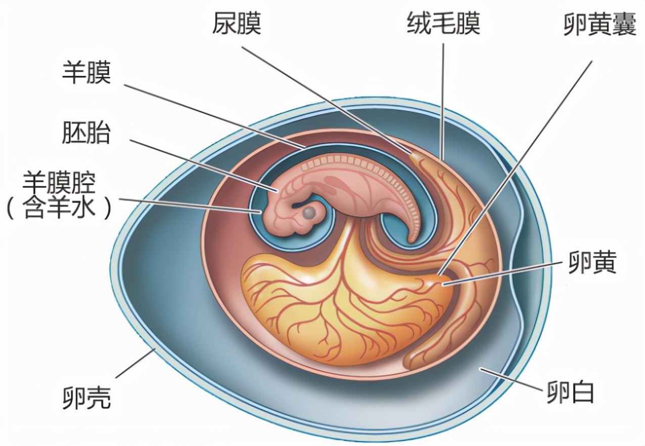 羊膜动物藉由产卵,胎生等方式繁衍上岸后的肉鳍鱼类进化为了两栖类