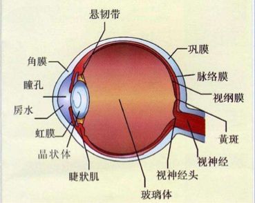 人类眼睛结构图眼睛又称目,它属于视觉性器官,呈现球状.