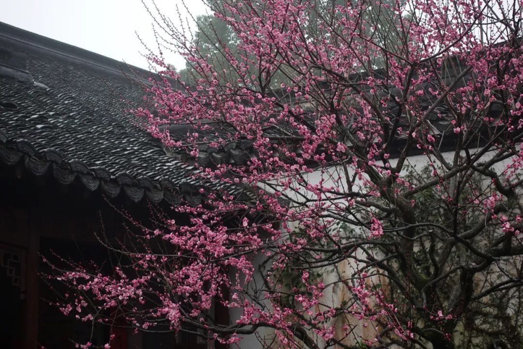 绕着西湖走一圈,这四个赏梅地值得去_梅花正_钱王祠_郭庄