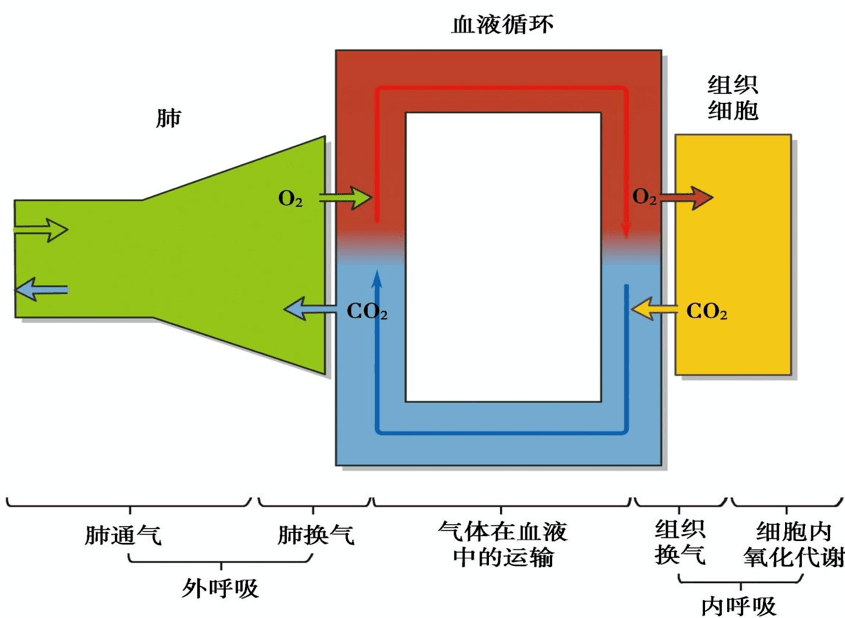 血液进行气体交换的全过程;内呼吸指的是血液与组织细胞间的气体交换