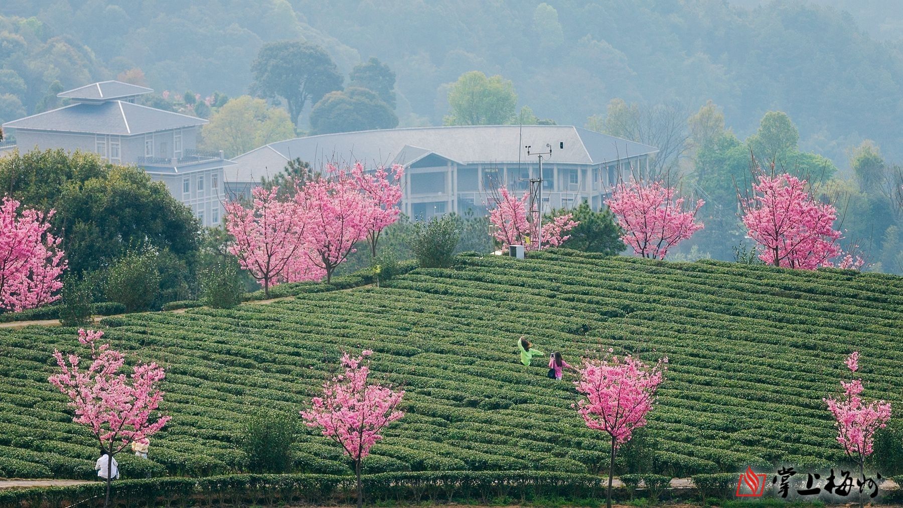 灵光寺旅游区樱花烂漫绝美