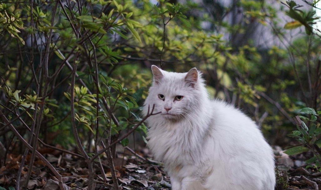 那是你还没遇到临清狮子猫_猫咪_毛发_营养