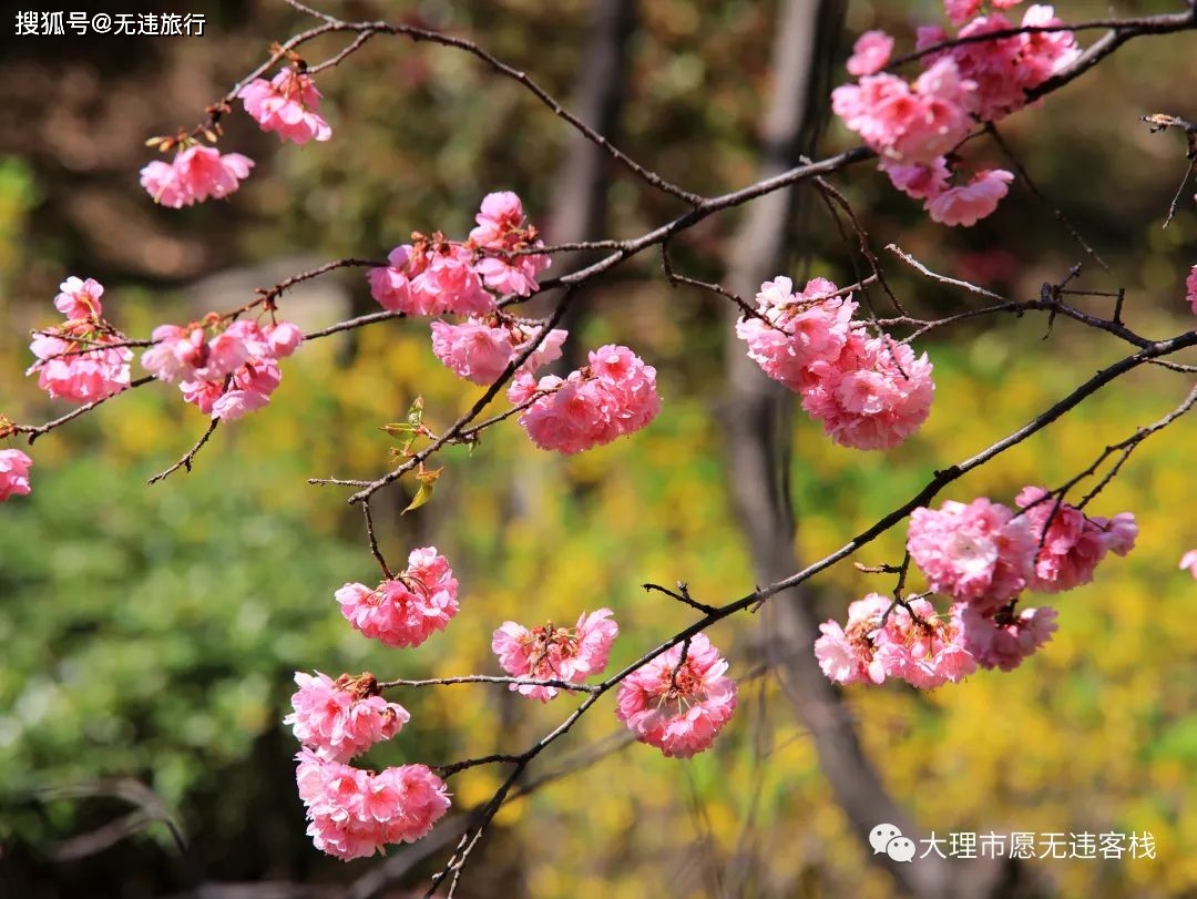 樱花盛开山水间,又是一年春天到_大理_苍山_美景