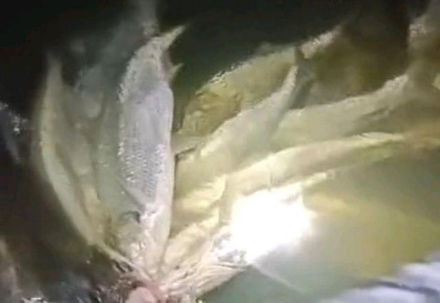 南渡江翘嘴鱼"大爆发",有人半天钓了几十条,全是米级大货_海口市_米诺