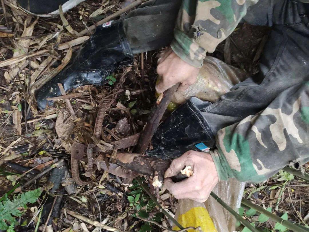 因为民间传闻石虎肉大补,骨头可入药,很多猎人就将手中的武器对准了石