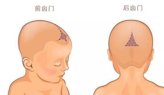 的幼儿头顶一鼓一鼓的就是前卤门,后囟门则位于脑后方相对隐蔽的位置