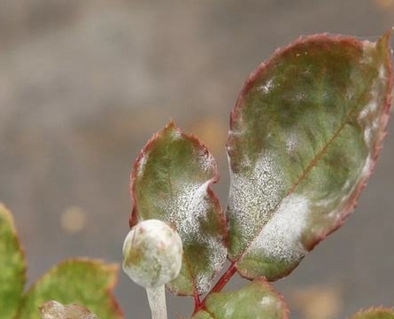 先看一下白粉病的症状,对号入座看自家月季得的究竟是白粉病还是霜霉