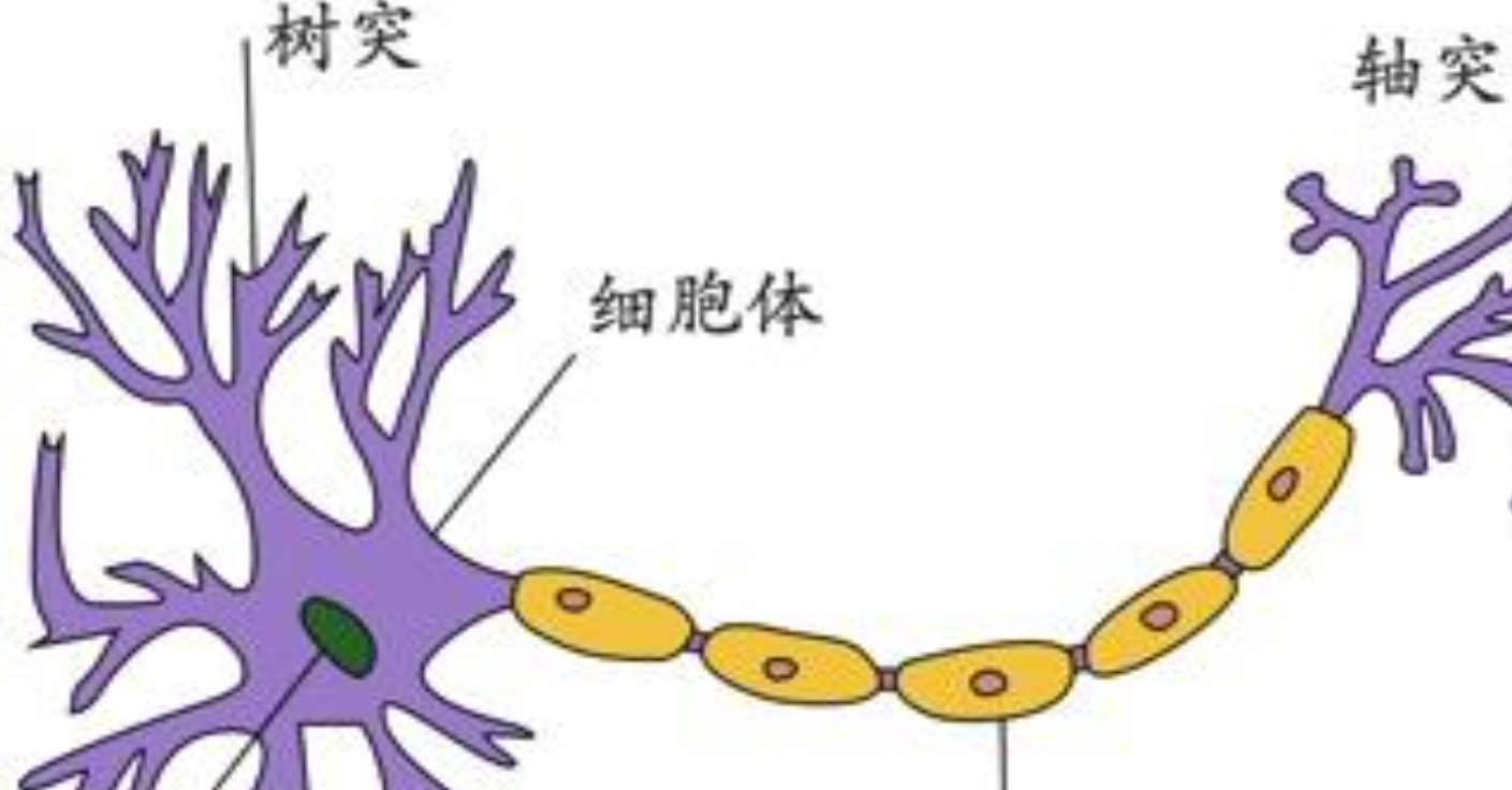 原创重大发现神经细胞突触的信息信号同时也以相反的方向流动