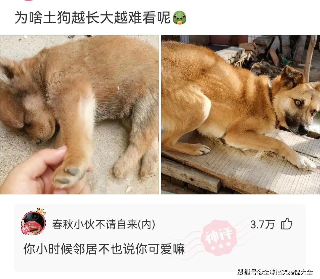 家里后院草丛中有一只小花猫,我该怎么驯服它?