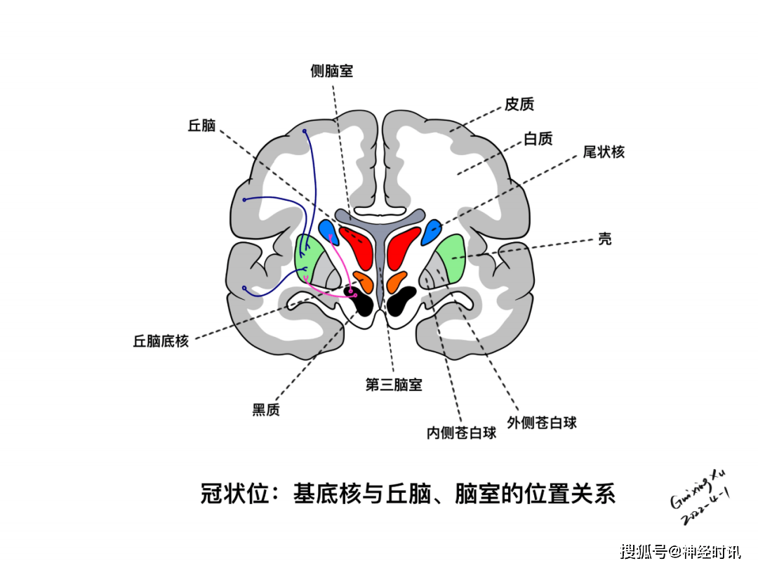 丘脑的位置关系基底节的立体示意图基底节与基底节区的立体结构基底核