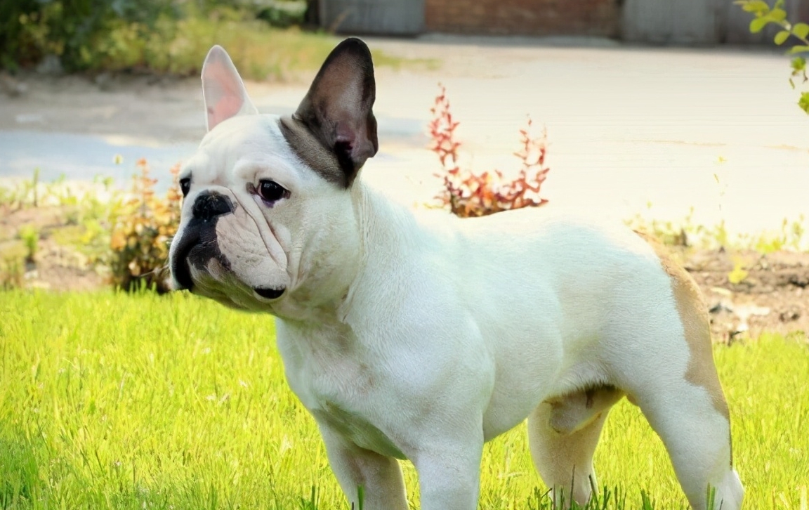 原创纯种法国斗牛犬的5大特征我家的就不是