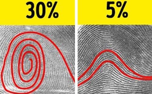 据科学研究发现,只有5%的人口具有弓形指纹,而其他人具有环形和螺纹状