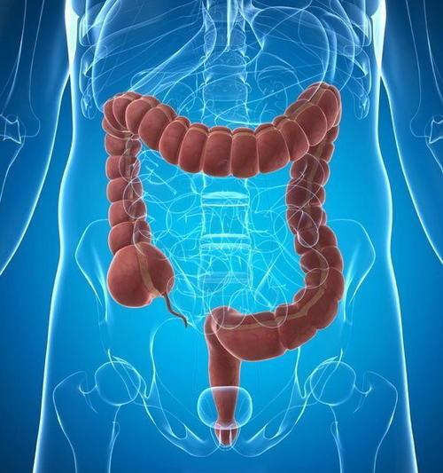 能发生炎症反应的,我们的肠道分为十二指肠,回肠,盲肠和结肠以及直肠