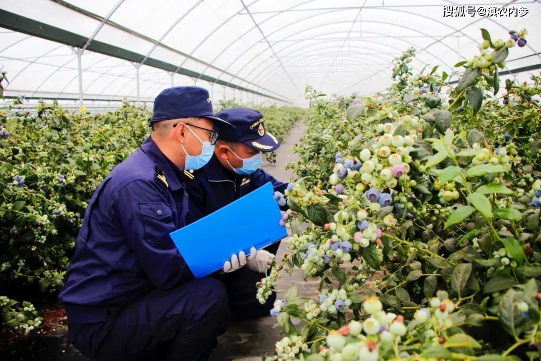 10颗蓝莓7颗来自云南,云南蓝莓火上热搜_蒙自_种植_地区