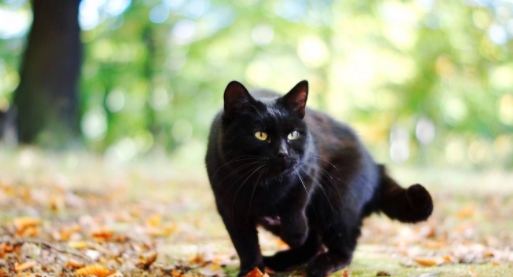 玄猫是全身都是纯黑毛发的猫咪,在我国比较少见,传说黑猫可以辟邪招财