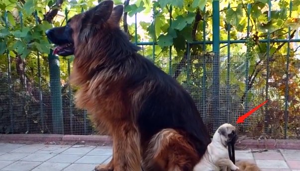 事情是这样的,宠主在半个月前又养了一只巴哥犬,本来它就是属于小型犬