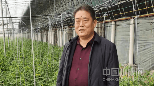 收获时节—欢坨西红柿 产业"三级跳"_邢万祥_种植_温室大棚