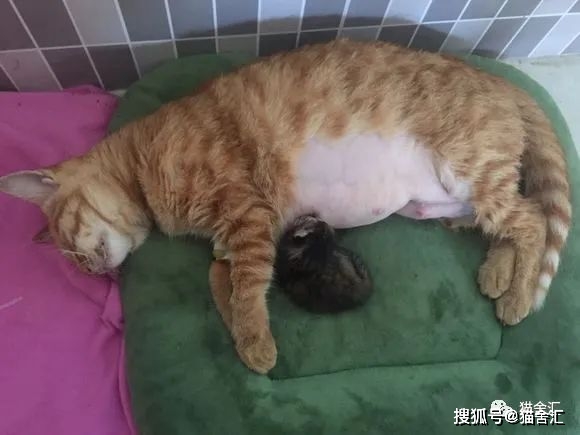 猫剖腹产的详细介绍,你不可不知_母猫_小猫_猫咪