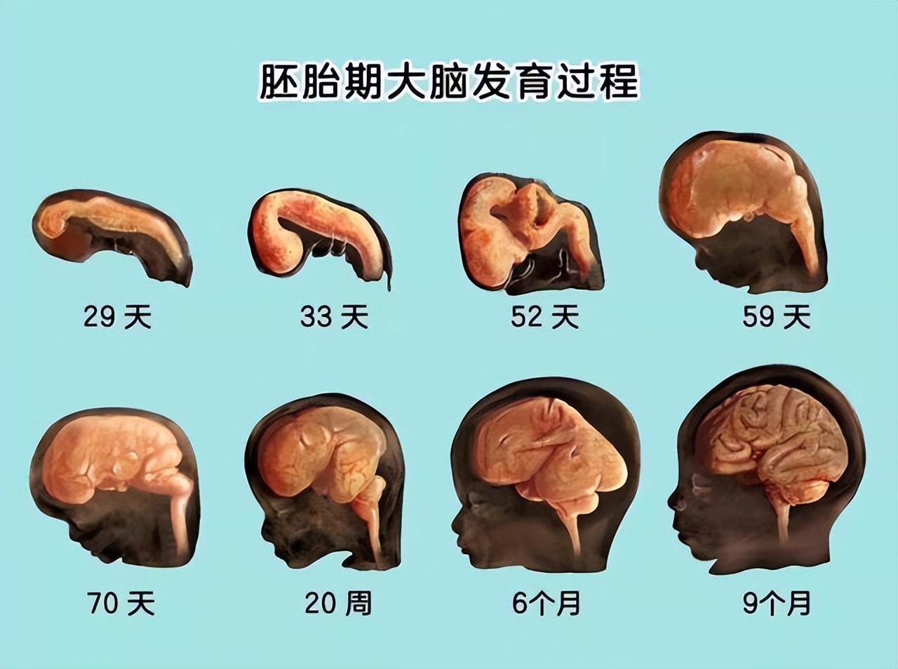 想生出高智商宝宝,从孕早期就要注意,生活细节别大意