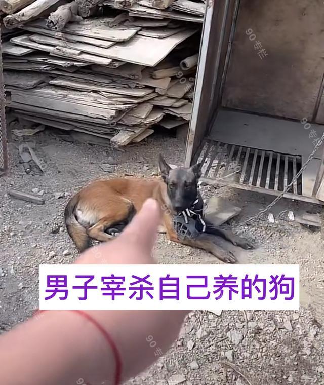 01男子杀狗吃狗肉,他说有不得已的理由冬天吃狗肉可以说由来已久,不过