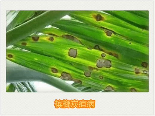 酵素农业技术槟榔黄化及岛本酵素菌肥综合防治方案