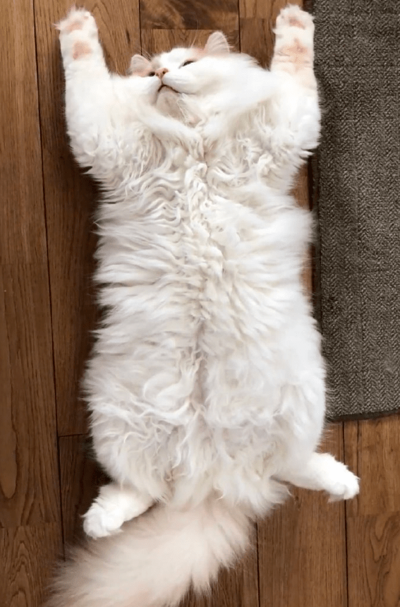 猫猫_奶牛_猫咪