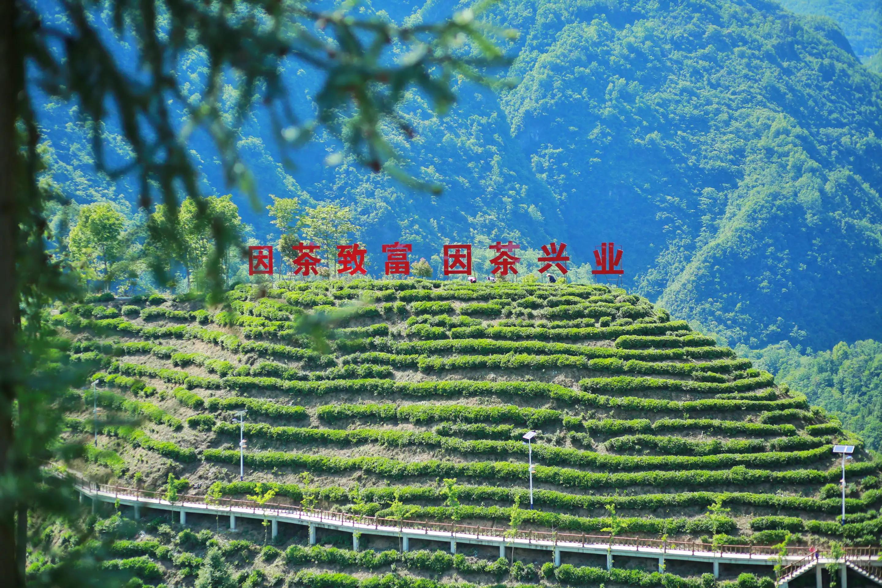 遇见陕茶遇见你 陕西春茶尝鲜季走进镇巴(二)_茶园_镇巴县_高山茶