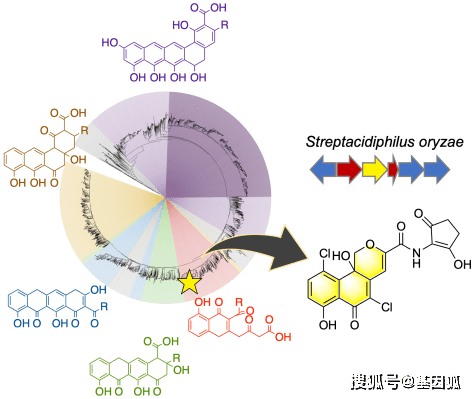 学术前沿:西湖大学团队绘制出世界首张芳香型聚酮全景