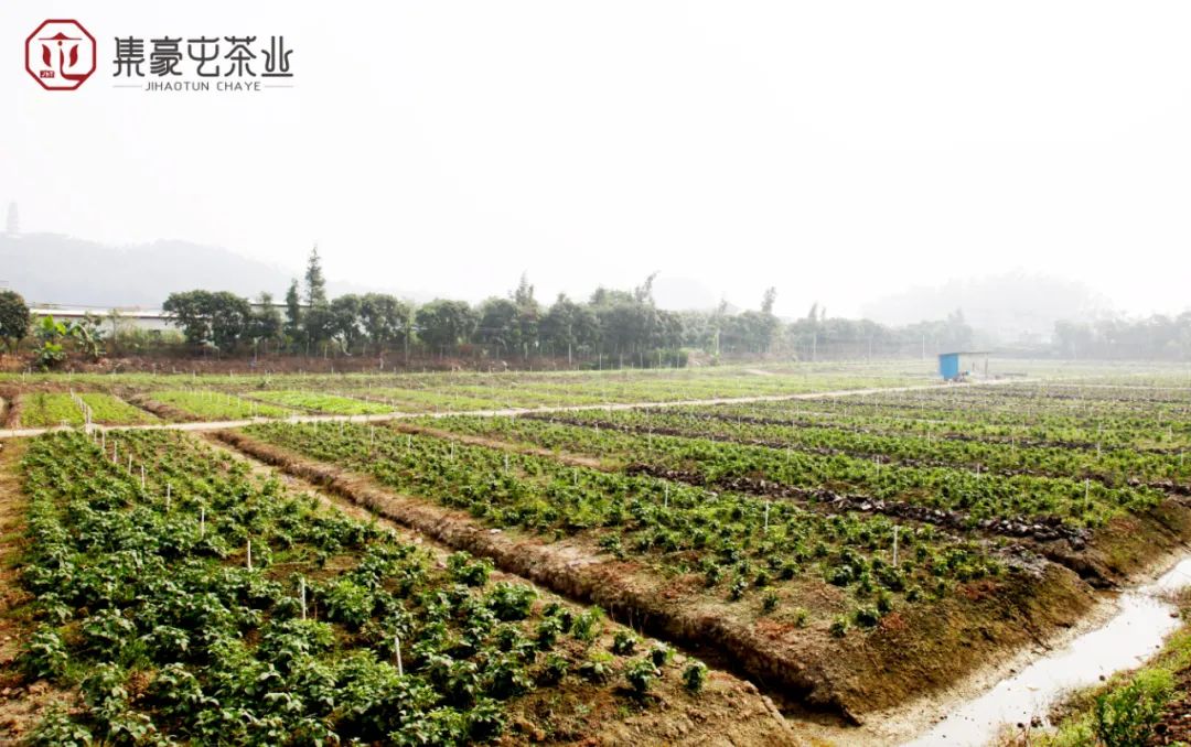 走进新会,带你一起探索陈皮的奥秘_茶坑_产区_梅江