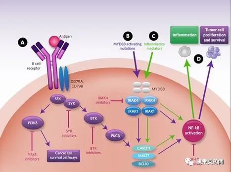 聚焦药靶抗癌更要抗炎irak4的最新研究进展