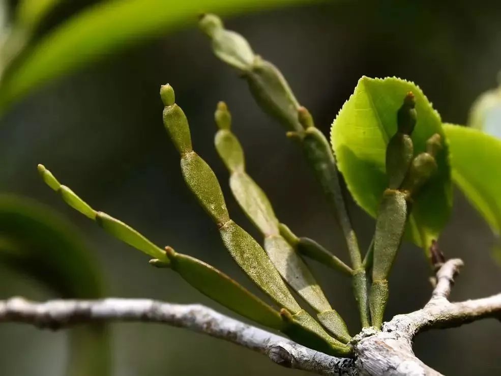 5,螃蟹脚螃蟹脚其实并不属于普洱茶,它是一种寄生植物,对生态环境质量