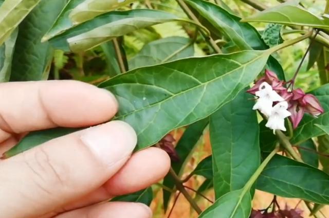 一种野草鬼灯笼野外遇见采一把一点不恐怖还是餐桌上的美味