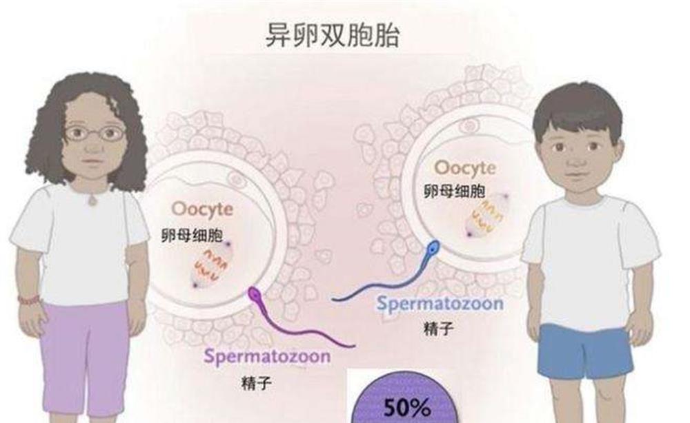 福建男子喜得双胞胎,做亲子鉴定的时候,却发现有一个