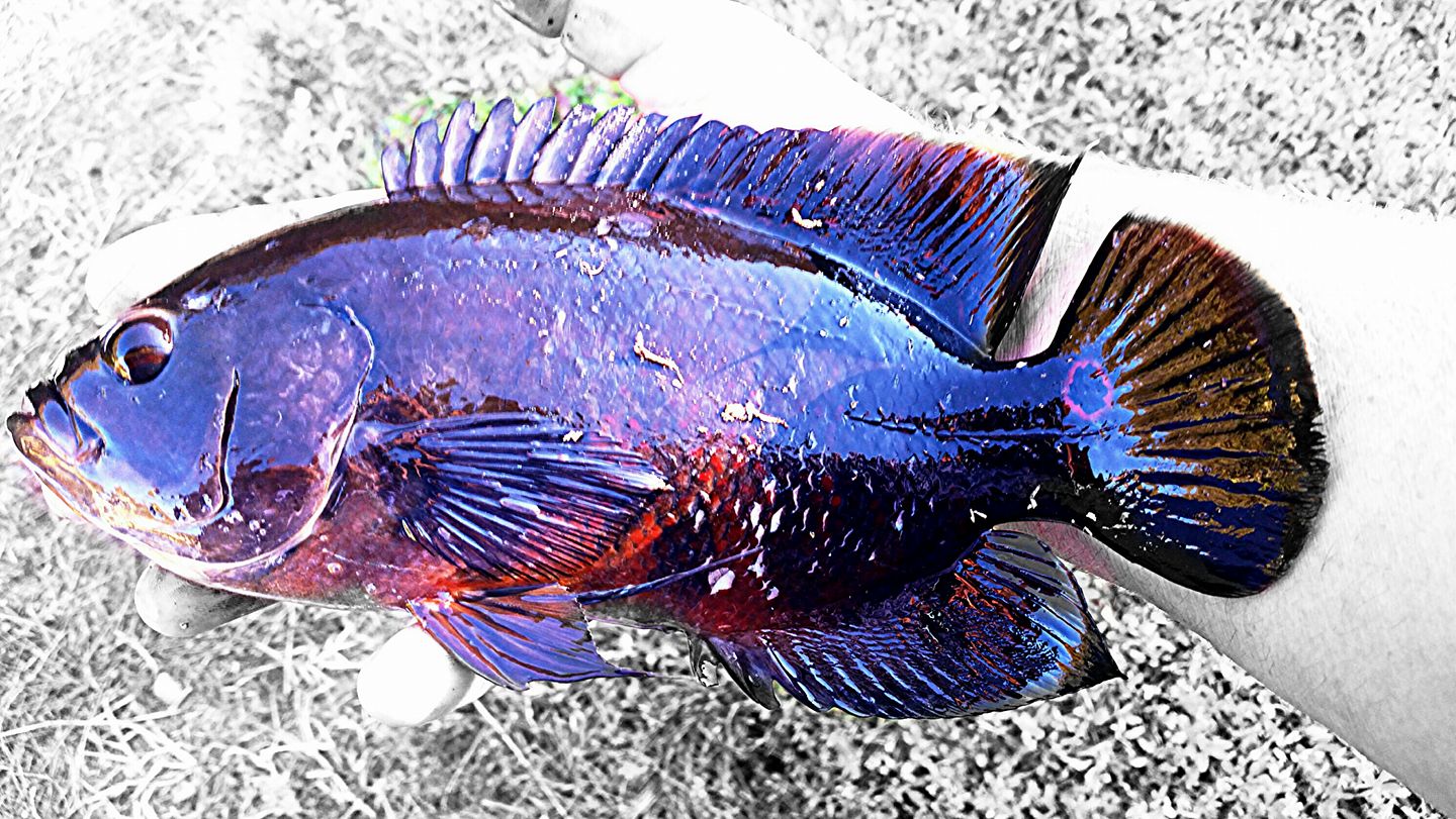 地图鱼有几种颜色,有哪些品种(2)_oscar_fish_体表