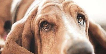 原创狗狗流泪并不是因为悲伤实际上是警报这几种原因赶紧改回来