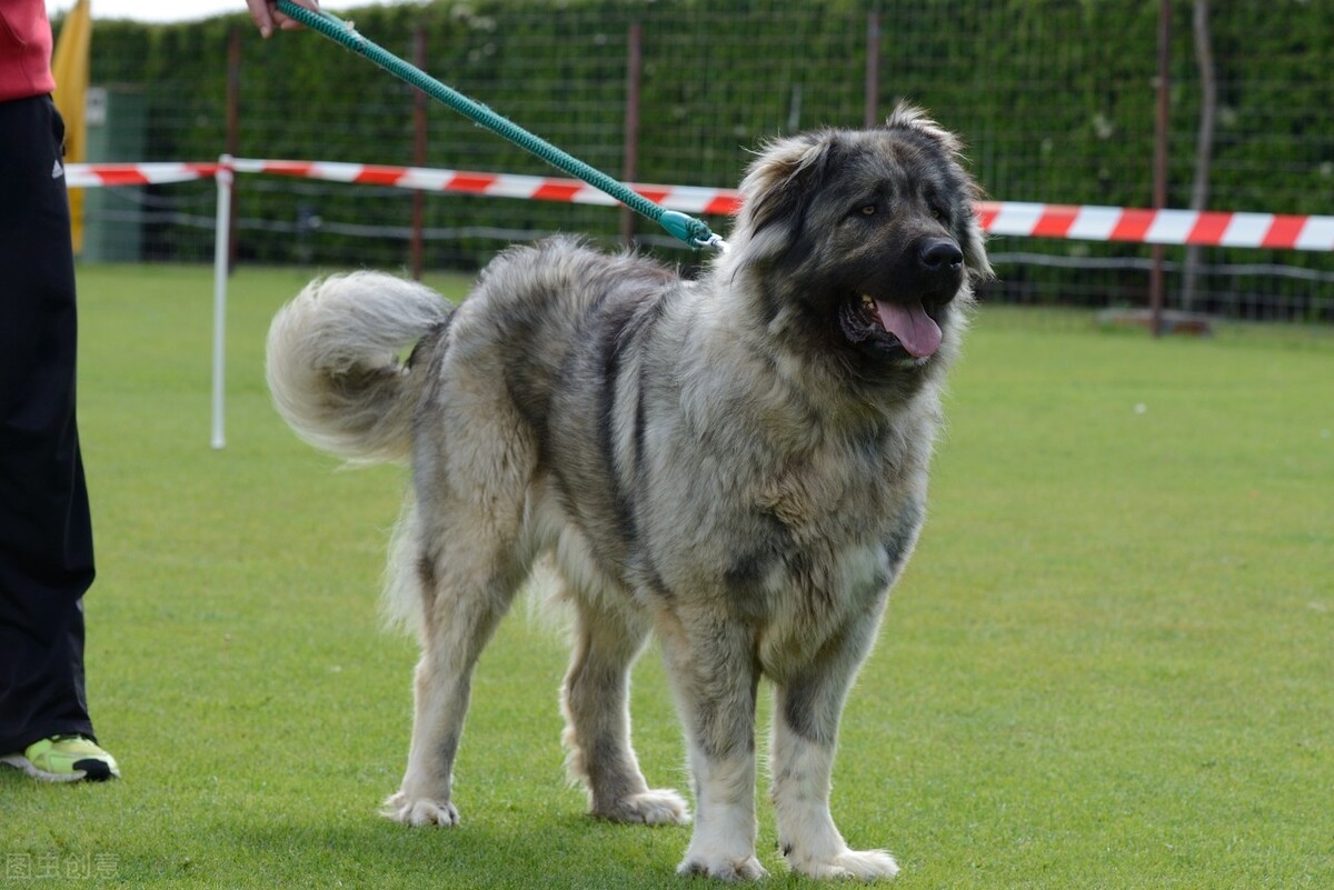 高加索是苏联中亚地区的犬种,属于超大型犬种之一,外表看起来就非常不