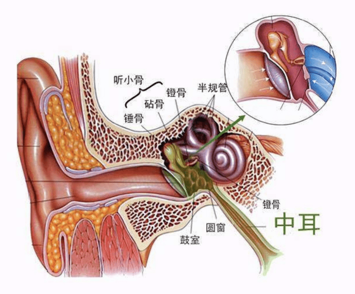 中耳和内耳三部分,中耳主要包括听小骨(锤骨,砧骨和镫骨),镫骨肌和